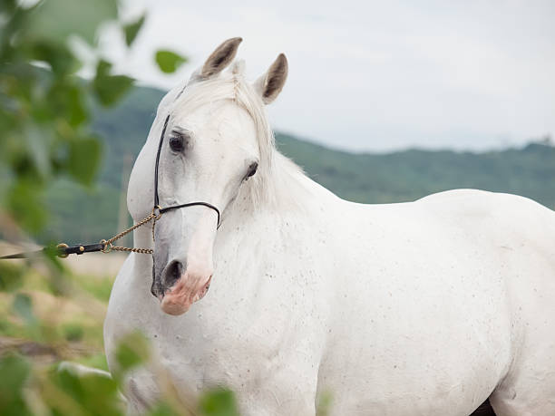 istock portrait of  white arabian stallion 624158554