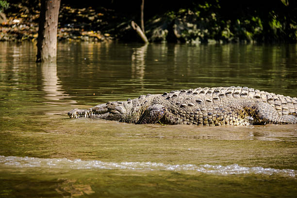 istock Crocodile at Sumidero Canyon - Chiapas, Mexico 624158734