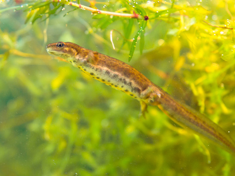 female newt lissotriton vulgaris swimming
