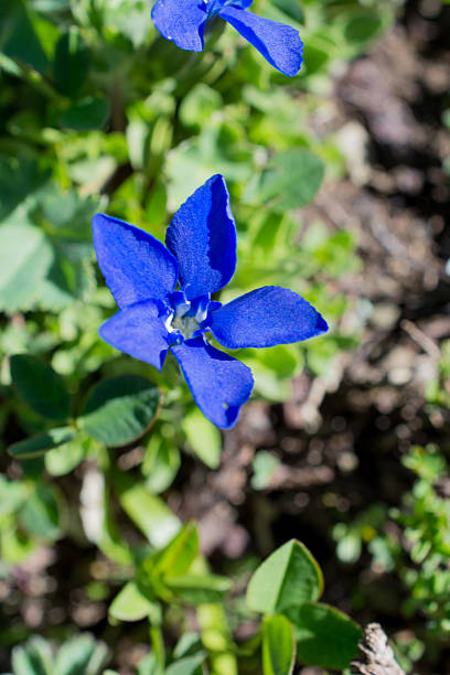 istock Beautiful flowers in nature 624159240