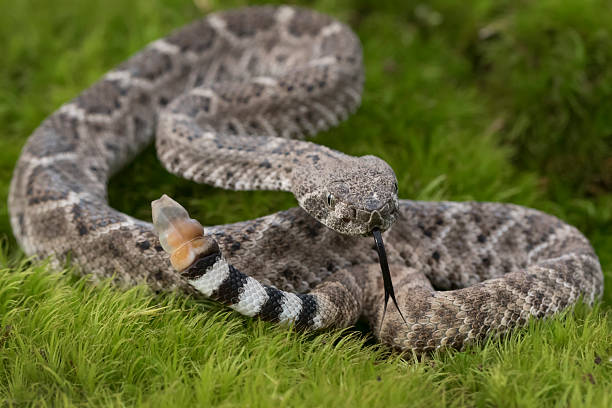 istock Juvenile Western Diamondback Rattlesnake with Forked Tongue 624159360