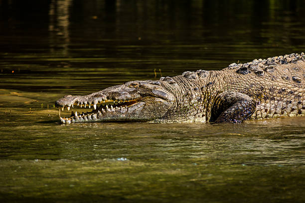 istock Crocodile at Sumidero Canyon - Chiapas, Mexico 624159896
