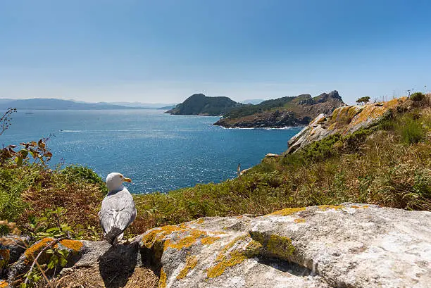 Seagull in Cies Islands (Pontevedra, Spain).