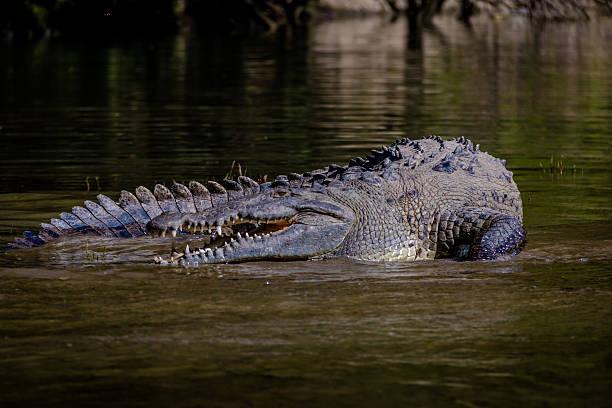 Crocodile at Sumidero Canyon - Chiapas, Mexico Crocodile at Sumidero Canyon - Chiapas, Mexico mexico chiapas cañón del sumidero stock pictures, royalty-free photos & images