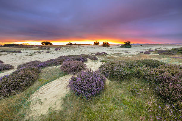 istock Purple sunset Hoge Veluwe 624160100