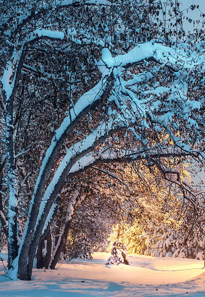istock Winter night landscape with snow trees and lighting 624160906