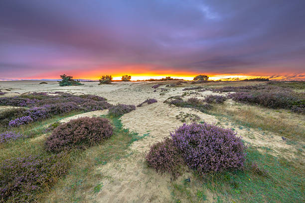 dunes herbe et landes - apeldoorn photos et images de collection