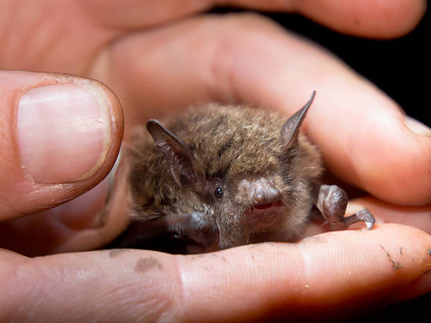 istock Bat in hand of researcher 624170178
