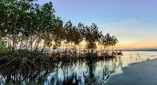 istock Mangrove forest on twilight time 624170388