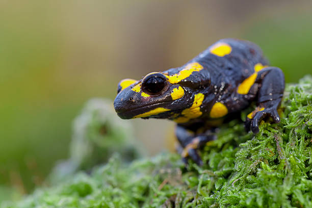 istock Poisonous Fire salamander in its natural habitat 624170530