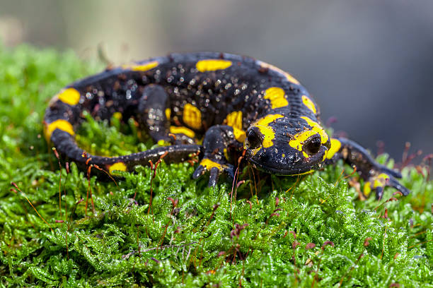 istock Fire salamander on a mossy trunk in its natural habitat 624170716