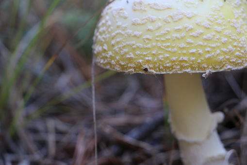 A close up of a white top mushroom.
