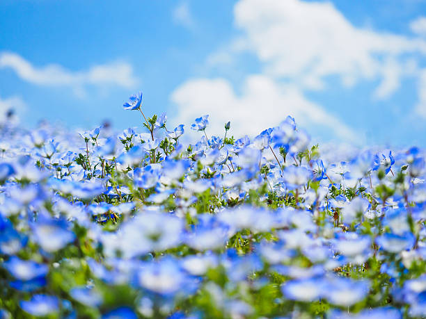 Nemophila flower garden