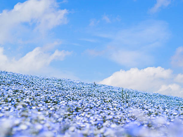 Nemophila flower garden stock photo