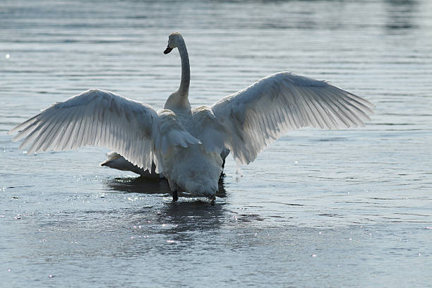 istock Trumpeter swan with wings spread 624178370