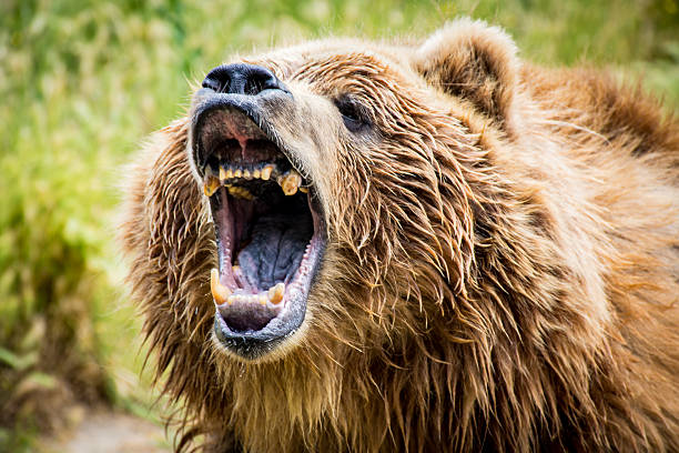 ryk niedźwiedzia grizzly - roaring zdjęcia i obrazy z banku zdjęć
