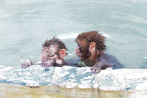 istock Two phon basket a hot spring likes very much 624178682