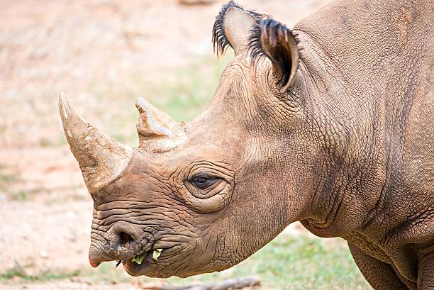 istock rhinoceros enjoying on green grassy meadow 624179182