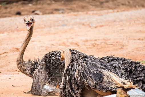 Struthio camelus The ostrich is the worldâs largest bird species