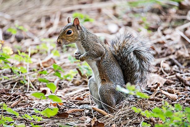istock omnivorous rodent squirrel on ground 624180118