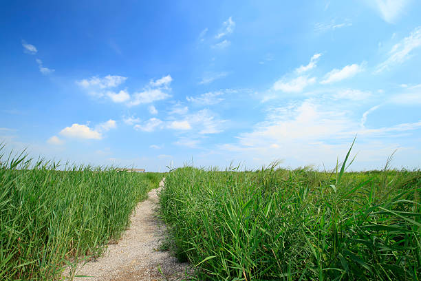 istock Wetland landscape 624180450