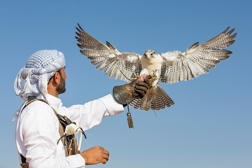 Dubai, United Arab Emirates - November 18, 2016: Dubai, UAE, November 19th, 2016: A falconer in traditional outfit, training a Peregrine Falcon (Falco Peregrinus)