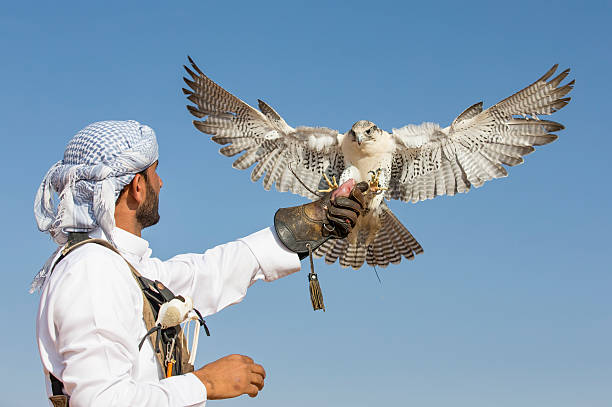 Falconer is training Peregrine Falcon in a desert near Dubai Dubai, United Arab Emirates - November 18, 2016: Dubai, UAE, November 19th, 2016: A falconer in traditional outfit, training a Peregrine Falcon (Falco Peregrinus) arabian desert stock pictures, royalty-free photos & images