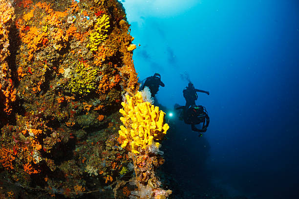 istock Underwater  Scuba diver enjoy  Explore coral reef   Sea life   Sponge 624180538