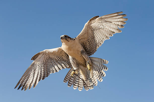 페레그린 팔콘, 두바이 근처 사막에서 비행 - peregrine falcon 뉴스 사진 이미지