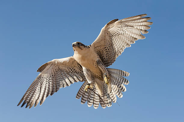Peregrine Falcon flying in a desert near Dubai stock photo
