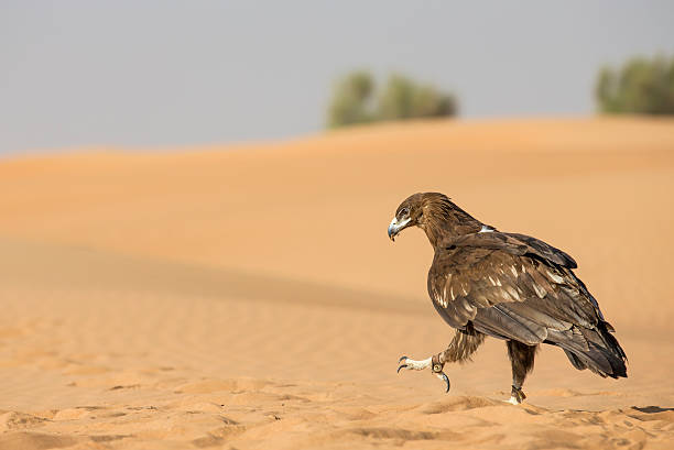 Greater Spotted eagle in a desert near Dubai Greater Spotted Eagle (clanga clanga) in a desert near Dubai, UAE spotted eagle stock pictures, royalty-free photos & images