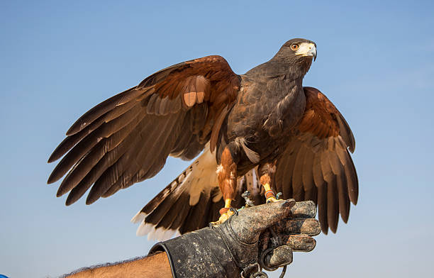 istock Harrier Hawk on a hand of its trainer near Dubai 624180608