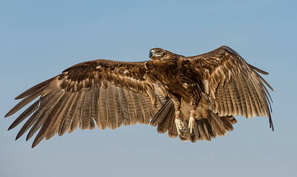 istock Greater Spotted eagle flying in a desert near Dubai 624180714
