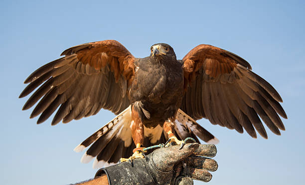 istock Harrier Hawk on a hand of its trainer near Dubai 624180720
