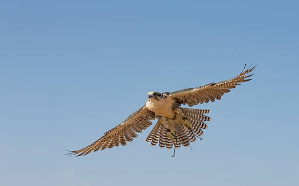 falconer trenuje sokoła peregrine na pustyni w pobliżu dubaju - peregrine falcon zdjęcia i obrazy z banku zdjęć