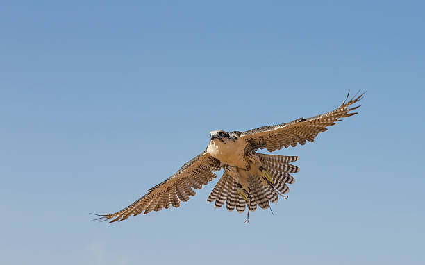 falconer тренирует peregrine falcon в пустыне недалеко от дубая - peregrine falcon фотографии стоковые фото и изображения