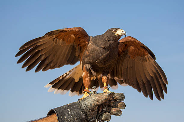 istock Harrier Hawk on a hand of its trainer near Dubai 624180742