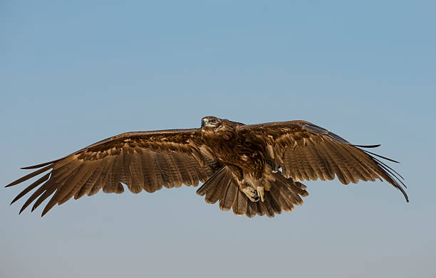 istock Greater Spotted eagle flying in a desert near Dubai 624180744
