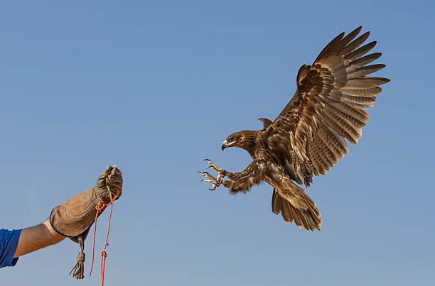 istock Greater Spotted eagle flying in a desert near Dubai 624180966