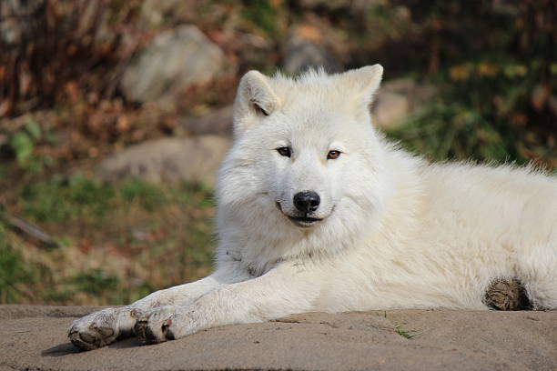 istock White Arctic Wolf Lying on a Rock Formation in a Forest 624181064