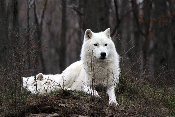 istock Two White Arctic Wolves in Forest in Autumn 624181300
