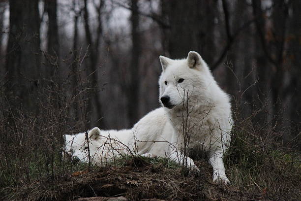 istock Pair of White Arctic Wolves in Dark Forest 624181404
