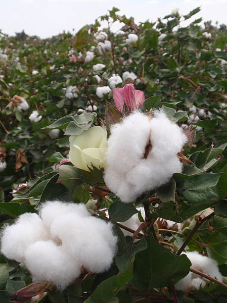 istock Cotton plant with flawers 624181674