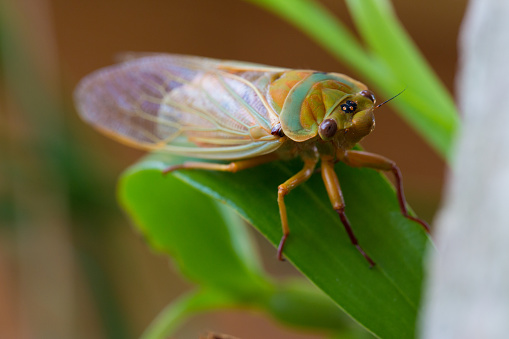 Sydney Cicada