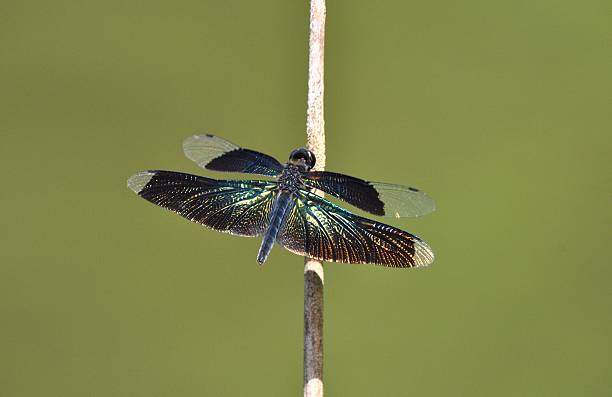 rhyothemis fuliginosa - fuliginosa - fotografias e filmes do acervo