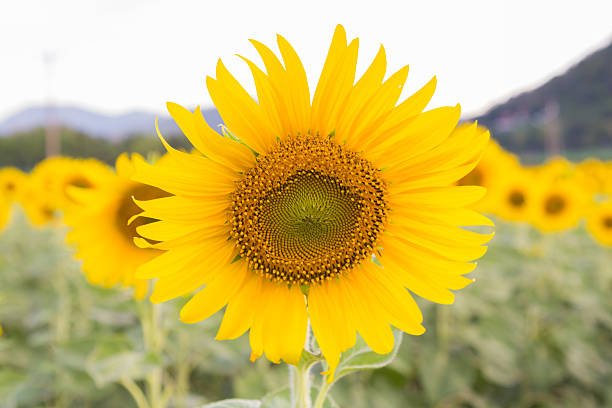 istock Full bloom sunflower over the field 624182360