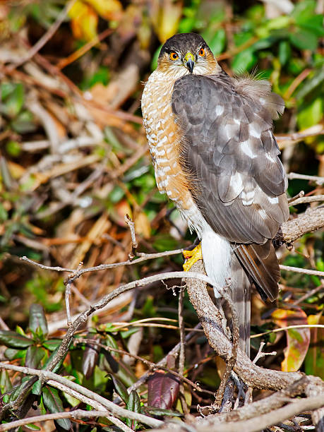 Sharp-shinned Hawk Sharp-shinned Hawk accipiter striatus stock pictures, royalty-free photos & images
