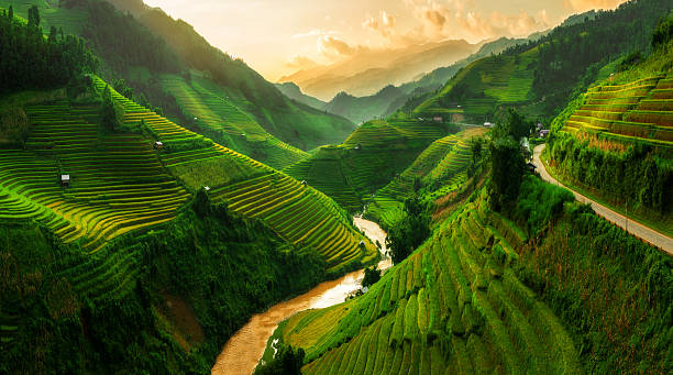 champs de riz en terrasse dans mu cang chai, vietnam - crop farm nature man made photos et images de collection