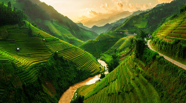 Terraced rice field in Mu Cang Chai, Vietnam Terraced rice field landscape near Sapa in Vietnam. Mu Cang Chai Rice Terrace Fields stretching across the mountainside, layer by layer reaching up as endless, with about 2,200 hectares of rice terraces, of which 500 hectares of terraces of 3 communes such as La Pan Tan, Che Cu Nha and Ze Xu Phinh. rice cereal plant photos stock pictures, royalty-free photos & images