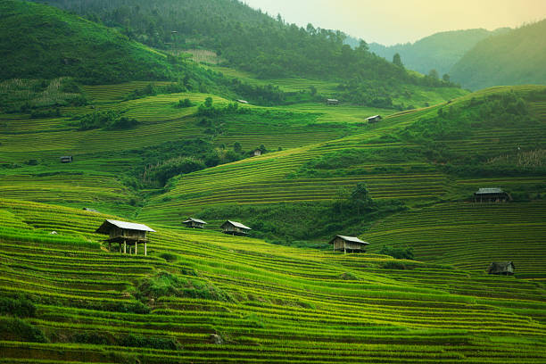 istock Terraced rice field in Mu Cang Chai, Vietnam 624183390